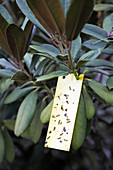 Gelbtafel an Rhododendron zur Bekämpfung der Rhododendronzikade (Graphocephala fennahi, syn. Graphocephala coccinea)