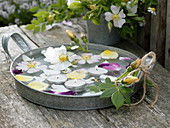 Flache Zink-Schale mit schwimmenden Blüten von Rosa (Rosen)