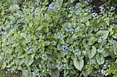 Brunnera macrophylla 'Jack Frost' (Silvery Caucasus Forget-me-not)