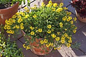 Lotus corniculatus (Common horn clover) in clay pot