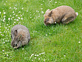 Dwarf rabbit in the meadow
