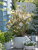 Rhododendron luteum 'Daviesii' (Garden azalea)