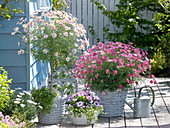 Argyranthemum 'Summit Pink', 'Strawberry Pink'