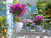 Bougainvillea 'Alexandra' in white pot decorated with pebbles