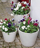 Viola wittrockiana (pansy) in white tub next to front door