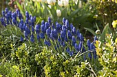 Muscari (Grape hyacinth) and Buxus (Boxwood)