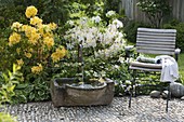 Brunnen mit Steintrog, Rhododendron 'Golden Sunset', 'Daviesii' (Gartenazaleen