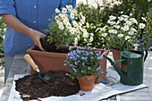 Woman planting a box with Argyranthemum 'Duplo White' (daisies), Lobelia