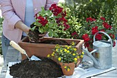 Woman planting Pelargonium Interspecific 'Caliente Deep Red'