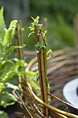 Mini pond with planted willow edging