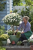 Underplanting daisy stems with balcony flowers (2/4)