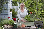 Planting geraniums and lavender in a wooden box