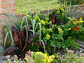 Vegetable bed with leek (Allium porrum), chard (Beta vulgaris), celery
