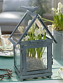 Muscari 'Alba' in a small lantern as a miniature greenhouse