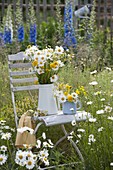 Early summer bouquet of Leucanthemum vulgare (spring marguerite)