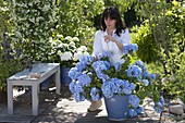 Hydrangea 'Endless Summer' (Hortensie) im blauen Kübel auf Terrasse
