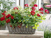 Basket with pelargonium caliente 'Deep Red' (geranium)