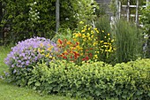 Alchemilla (Frauenmantel), Geranium gracile 'Sirak' (Storchschnabel)