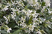 Trachelospermum jasminoides (Star jasmine)