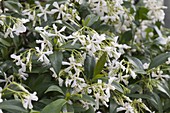 Trachelospermum jasminoides (Sternjasmin)