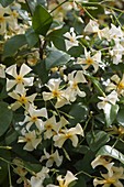 Trachelospermum asiaticum (Star jasmine)