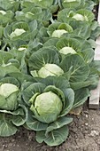 Vegetable bed with white cabbage, white cabbage (Brassica)