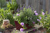 Balcony box with lavender 'Hidcote Blue' (Lavandula), Pelargonium