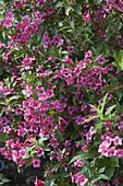 Weigelia 'Bristol Ruby' (Weigelie)