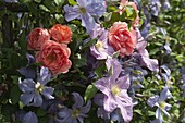 Rosa 'Amelia' (Renaissance-Rose), Clematis integrifolia 'Juuli'