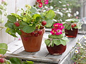 Strawberry (Fragaria) in a clay pot