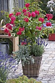 Pelargonium peltatum 'Ricky' (hanging geranium) grown as stems