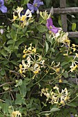 Lonicera caprifolium (Geißblatt)
