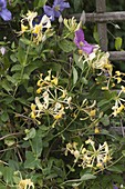 Lonicera caprifolium (Honeysuckle)