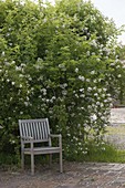 Rosa multiflora (multiflora rose) single flowering, wooden chair