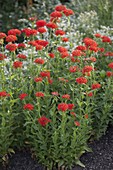 Lychnis chalcedonica (Brennende Liebe)