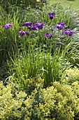 Iris ensata 'Sensation' (Japanische Garten-Schwertlilie)