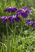 Iris ensata 'Sensation' (Japanese garden iris)