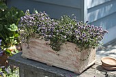 Flowering thyme (Thymus)