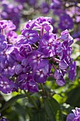 Phlox paniculata 'Purple Dome' (flame flower)