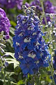 Delphinium Elatum-f1-Hybride 'Royal Aspirations' (Delphinium)