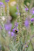 Linaria purpurea (Purple flax) with bumblebee (Bombus)