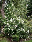 Rosa 'Filipes Kiftsgate' (Ramblerrose), einmalblühend, duftend, bis 6 Meter