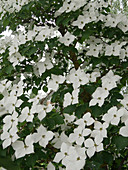 Cornus kousa 'Queen of Clubs' (Chinese flowering dogwood)