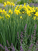 Iris crocea (Kaschmir-Iris), Nepeta (Katzenminze)
