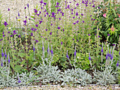 Beet mit Salvia horminum (Schopfsalbei), Veronica incana 'Silberteppich'