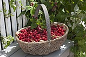 Freshly picked raspberries (Rubus idaeus) in basket