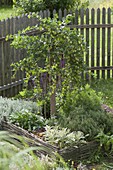 Gooseberry 'Hinnonmäki' (Ribes uva-crispa) in herb bed