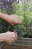 Scented terrace with lavender