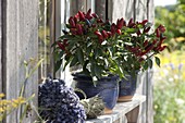 Capsicum 'Feuerküsschen' (Chilli) in blue pots, bouquet of lavender