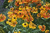 Helenium Hybride 'Waltraut' (Sunflower)